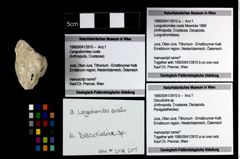 Foto (Objekt + Etikett) von Longodromites ovale (Moericke 1889)  (NHMW-GEO-1990-0041-3910a)